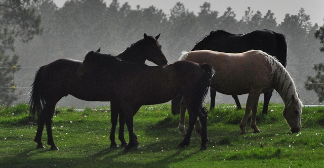 horses running in pasture, Echo Basin Road